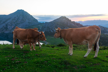 Fototapeta na wymiar Asturian Mountain cattle cow sits on the lawn in a national park at sunrise