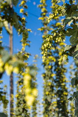 Hop field in Zatec region, Czech Republic