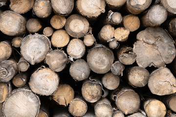 Trunks of trees. Logs of trees from the end.