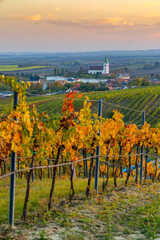 Fototapeta na wymiar vineyard near Unterretzbach in the Weinviertel region, Lower Austria, Austria