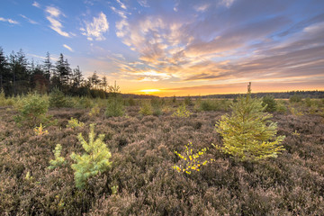 Heathland with bright colored larch