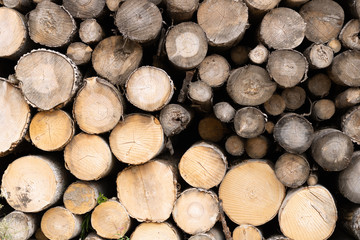 Fototapeta premium Trunks of trees. Logs of trees from the end.
