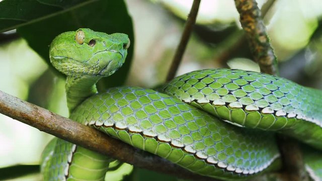 A venomous Vogeli green pit viper lies on a moving tree branchover the river. Wild nature stock footage.