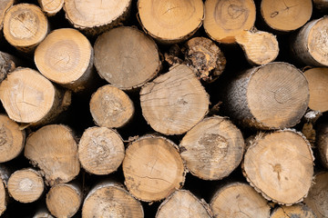 Fototapeta premium Trunks of trees. Logs of trees from the end.