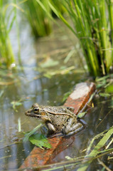 とのさまがえる