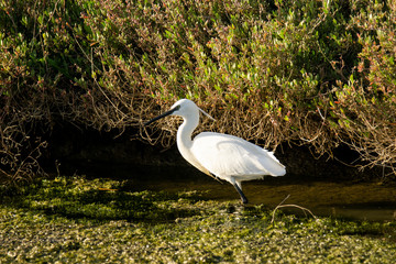 Italy Tuscany Maremma Castiglione della Pescaia Grosseto, natural reserve of Diaccia Botrona, heron hunting in a canal