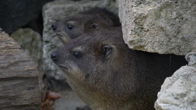 Rock hyrax on rock, exotic African animal