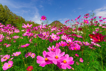 Obraz na płótnie Canvas Pink cosmos flowers in the garden with blue sky background
