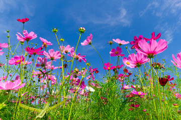 Fototapeta na wymiar Pink cosmos flowers in the garden with blue sky background