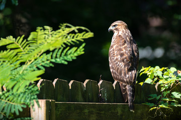 Hawk perched on a wooden fence.