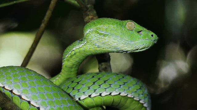 A venomous Vogeli green pit viper lies on a moving tree branchover the river. Wild nature stock footage.