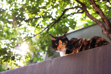 담 위에 올라 앉아있는 고양이