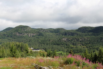 Fototapeta na wymiar Wald Norwegen