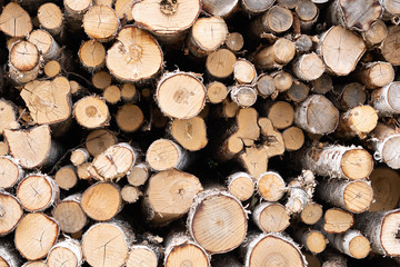 Fototapeta premium Trunks of trees. Logs of trees from the end.