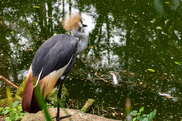 Grou-coroado na beira da lagoa