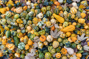 different kinds of pumpkins, autumn market, Austria