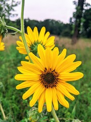 yellow flowers in the field