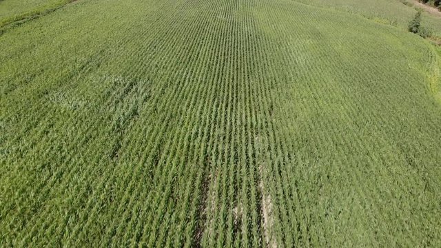 DRONE AERIAL FOOTAGE - Green corn maize field in nth Leaf Stage  (Leaf Stages (Vn)). Corn agriculture in Rio Covo (Santa Eulalia), Barcelos, Portugal. Green nature. Rural field on farm land in summer.
