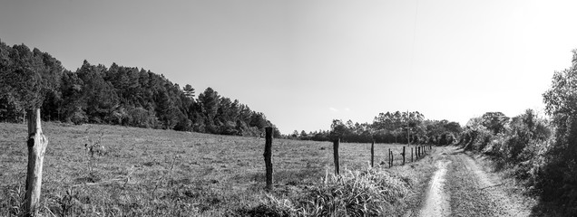 Black and white panorama of a landscape with rural road amid nature full of trees