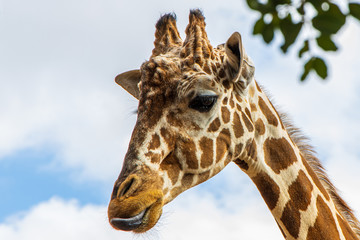 portrait of giraffe