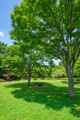 公園の新緑と青空