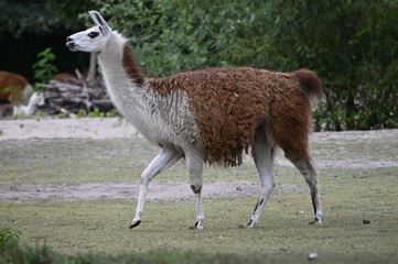 lama on the mountains of andes