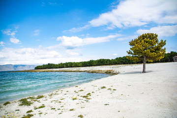 White beach. Lonely tree by the sea. Sandy beach. Seaside vacation, golden beaches. Blue waters of...