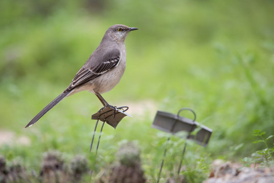A Northern Mockingbird perches atop a sign in a bird-friendly garden at the Mitchell Lake Audubon Center south of San Antonio, Texas.