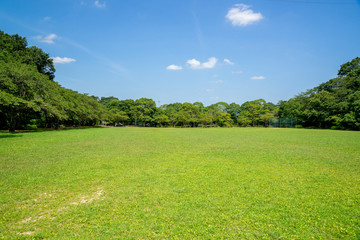 Obraz premium 公園の新緑と青空