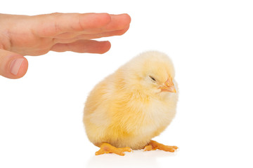 children hand stroking a chicken