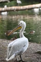 pelican on the beach