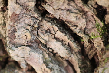 Détail de l'écorce d'un tronc d'arbre