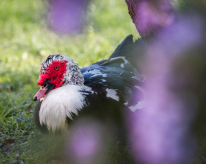 A domestic muscovy duck rests underneath some flowering wisteria at the Eden Duck Pond in San Antonio, Texas.