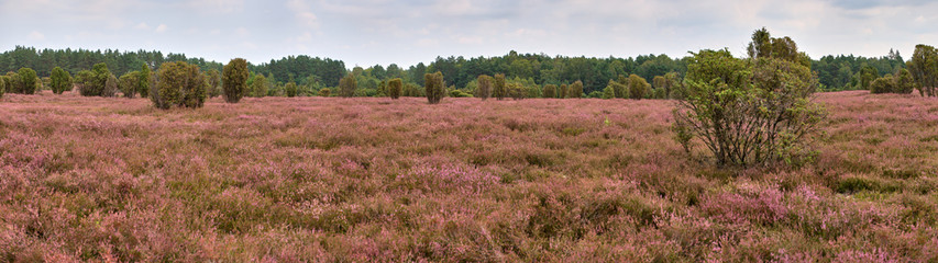 Panorama of the heath landscape with flowering heather and juniper bushes