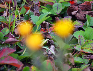 Blurry yellow balloons on a background of green and dark red leaves