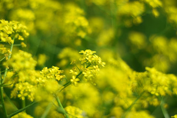 Obraz premium green and yellow
