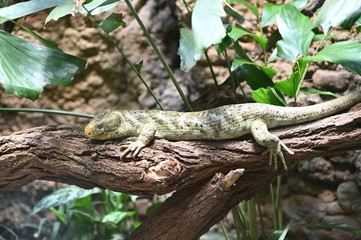A solomon islands skink on the tree