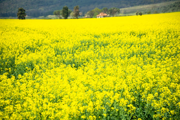 Italy Tuscany Castiglione della Pescaia Pian d'alma Punta Ala, view of a field of rapeseed in bloom