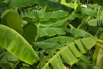 Jungle of tropical banana leaf