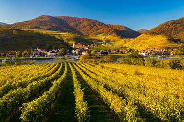 Obraz premium autumn vineyard and Spitz in Wachau region, Austria