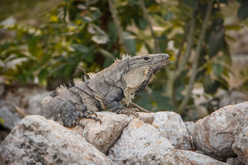 Old zoological species of Iguana in mexican Yucatan peninsula