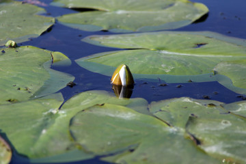 Water lily. Nymphaea is a genus of hardy and tender aquatic plants in the family Nymphaeaceae.