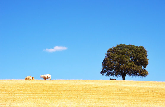 oak tree and cows in alentejo field, Portugal
