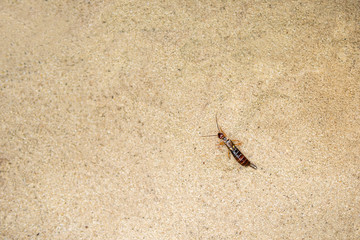 forficula auricularia crawling on the sand