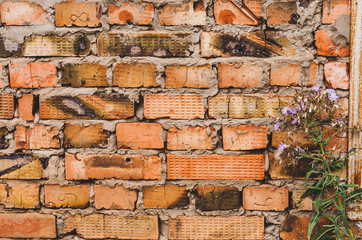 A branch with chicory inflorescences (or else a cornflower) against a wall of baked bricks made of red clay, held together with cement mortar.