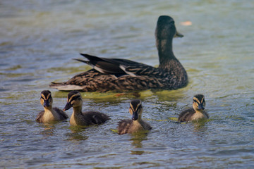 Famille de canards sur un lac