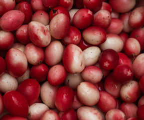 Carissa carandas Karonda jungli karonda chirukila sirukilaa kalakai koromcha Karvand