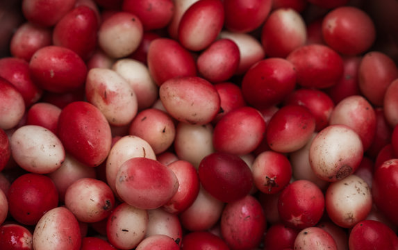 Carissa carandas Karonda jungli karonda chirukila sirukilaa kalakai koromcha Karvand