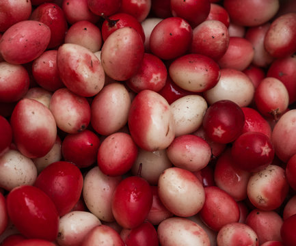 Carissa carandas Karonda jungli karonda chirukila sirukilaa kalakai koromcha Karvand