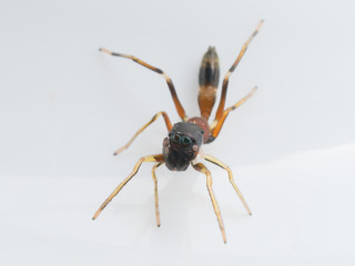 Spiders mimicking ants on a white background, Myrmarachne elongata